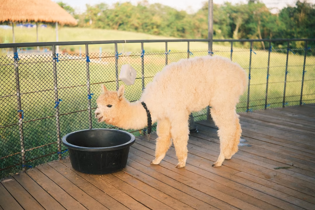 A white, fluffy alpaca stands on a wooden deck beside a black feeding tub and a mesh fence.