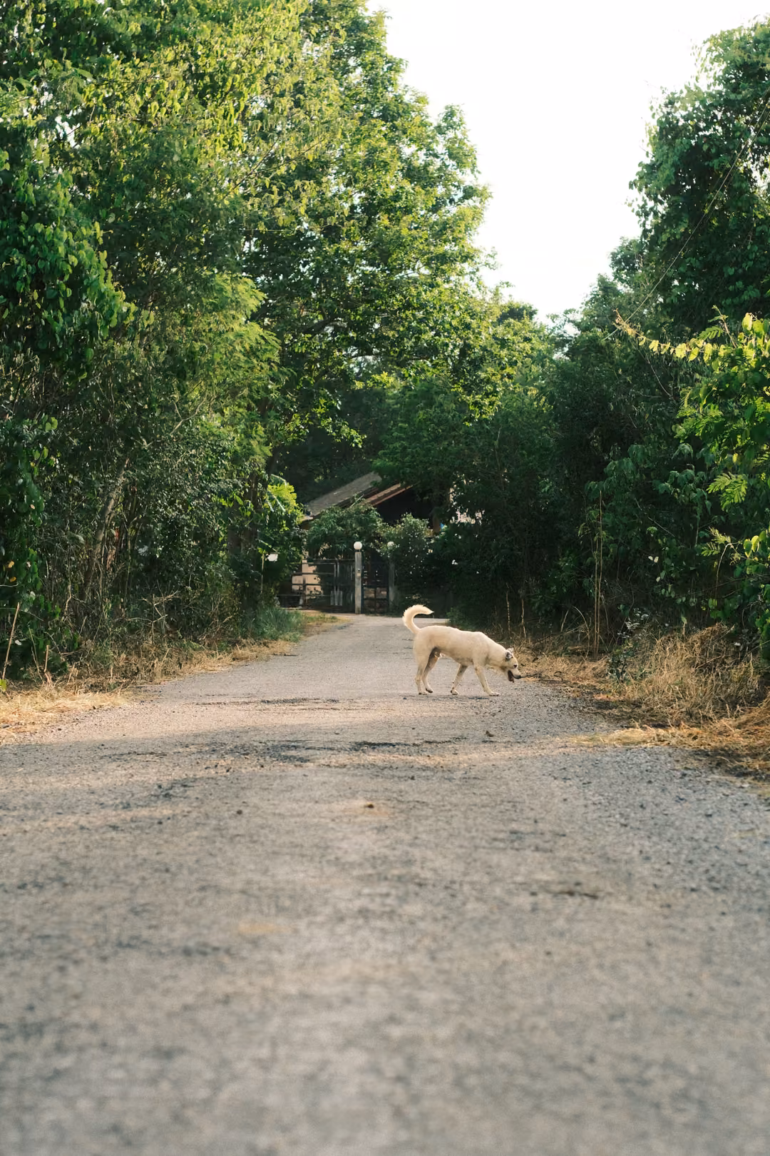 A pale dog crossing a gravel road between dense green trees, a building visible at the far end.