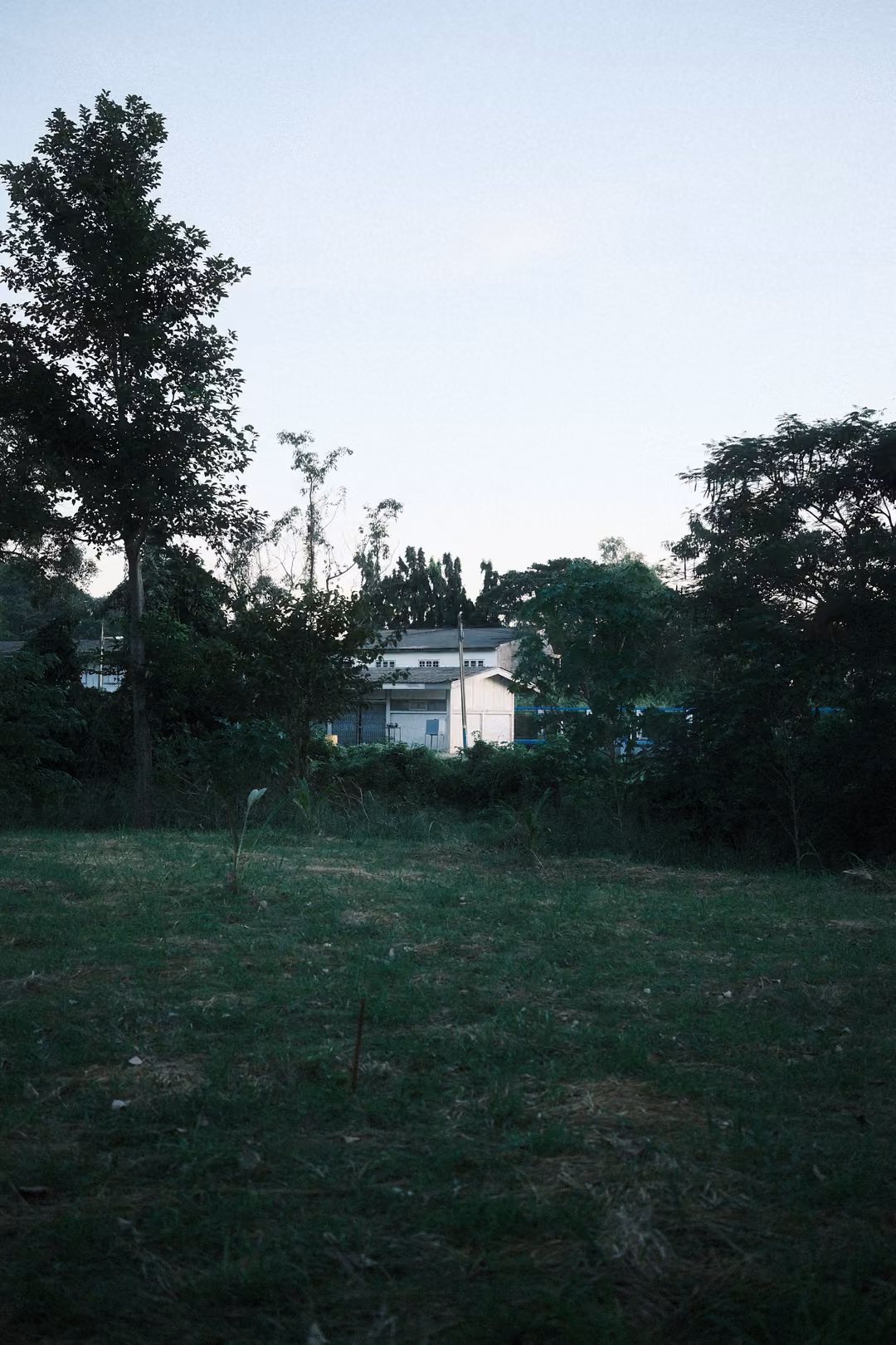 Grassy field at dusk with a tall tree and a white house among trees