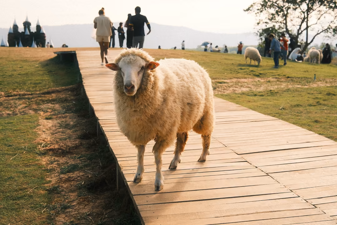 A woolly sheep walks along a wooden boardwalk toward the viewer, visitors and other sheep behind.