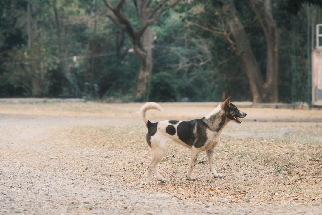 Black and white dog with a curled tail walking across a dusty gravel yard, tongue out, trees behind