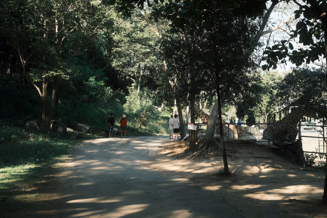Shaded dirt road through tall trees in a park, a few visitors walking far ahead