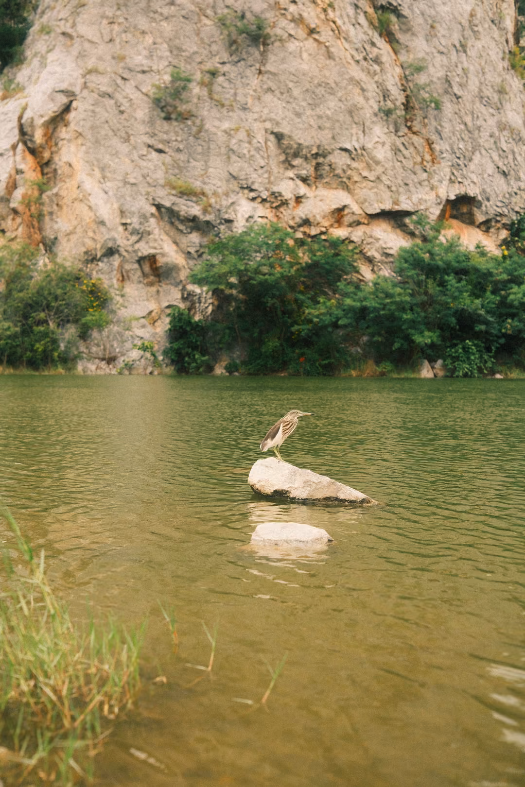 Brown wading bird standing on a pale rock in a green lake, a second rock below it, cliff in the background