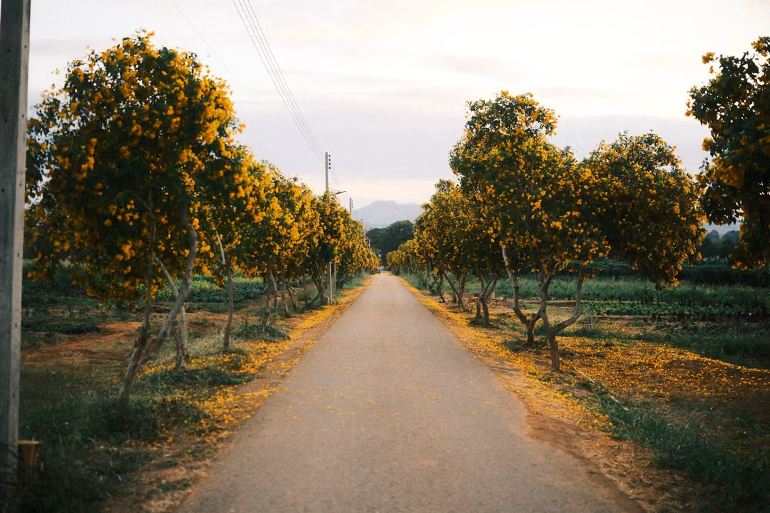 Straight paved road lined on both sides by trees with orange-yellow blossoms, power lines overhead