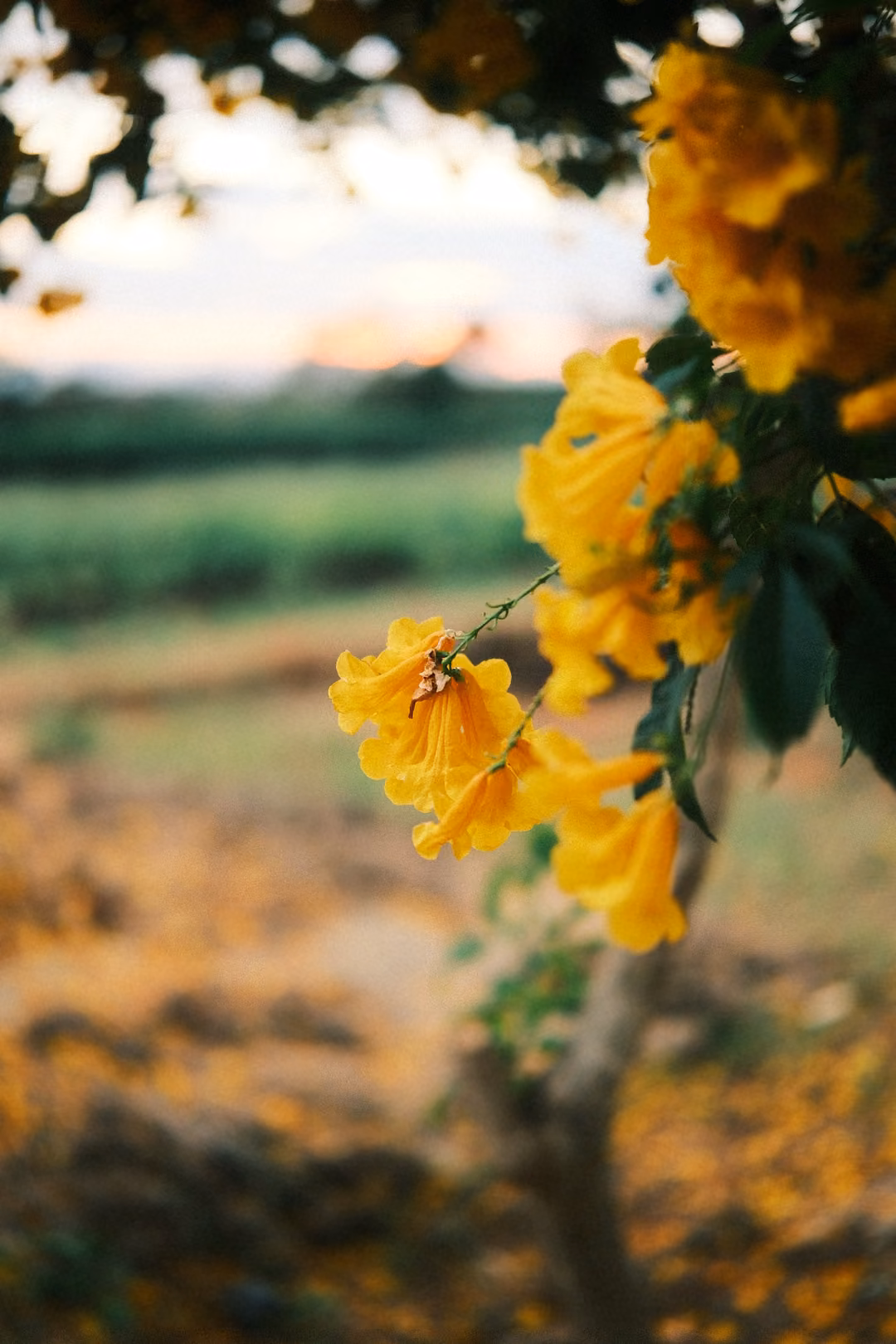 Close-up of a cluster of trumpet-shaped yellow flowers on a branch, a blurred field and sky behind