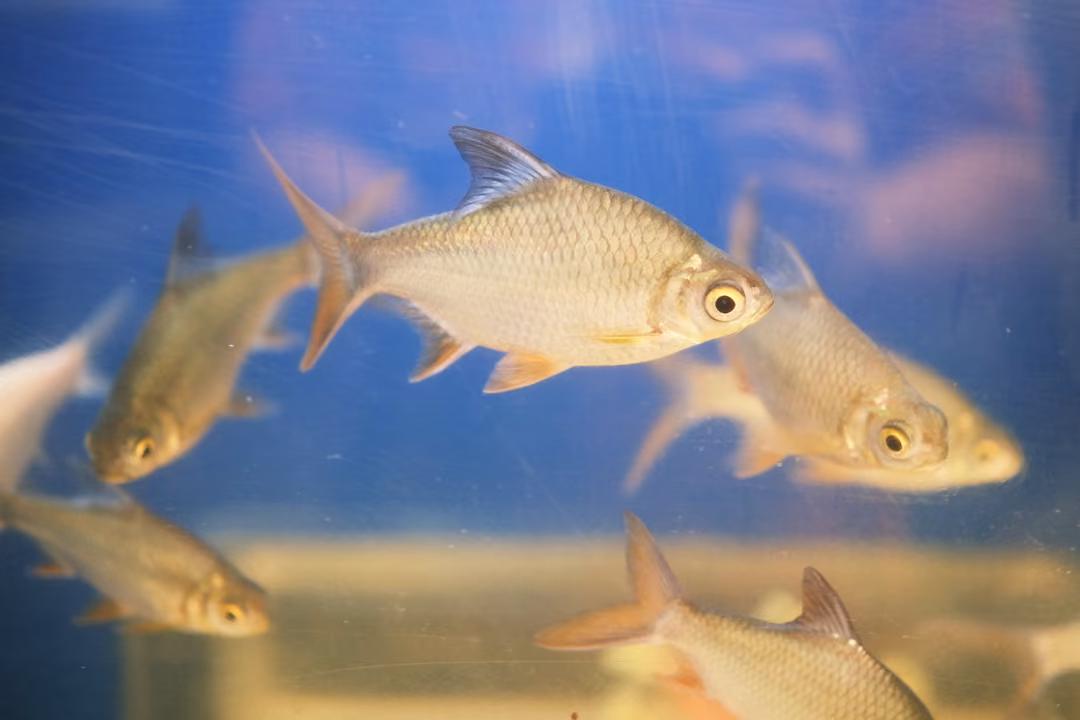 Silver fish with yellow and red fins swimming in a tank with a bright blue background