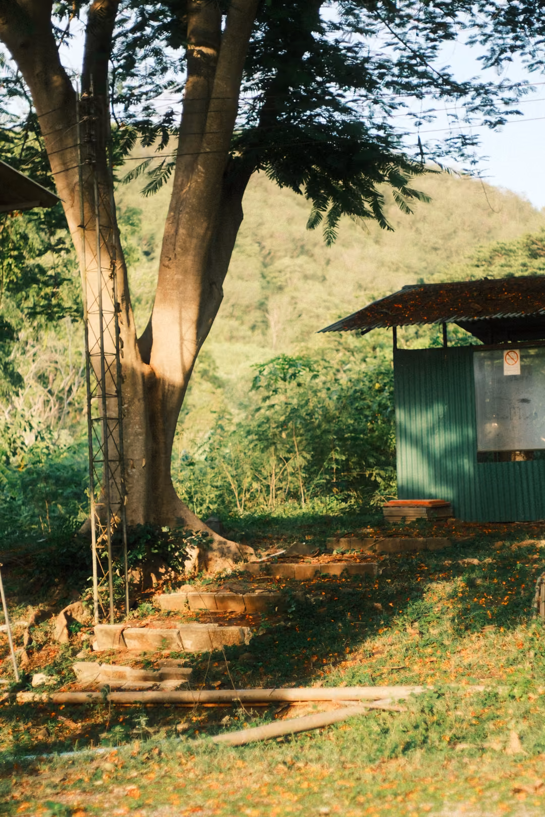 A large tree with a ladder against its trunk, a green metal hut beside it and a wooded hill behind.