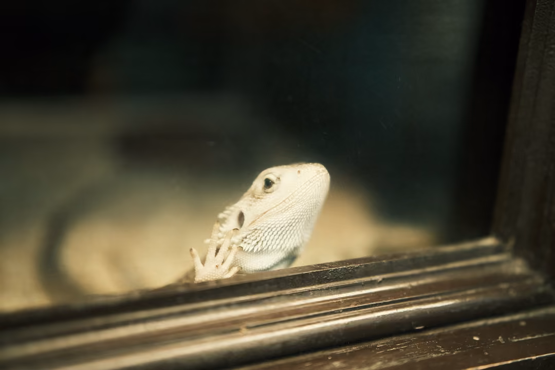 A pale lizard with spiny sides looking out from behind the glass of its enclosure