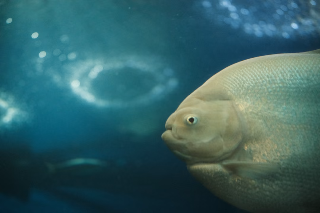 A large pale fish with a small eye beside a ring of rippling light in blue water