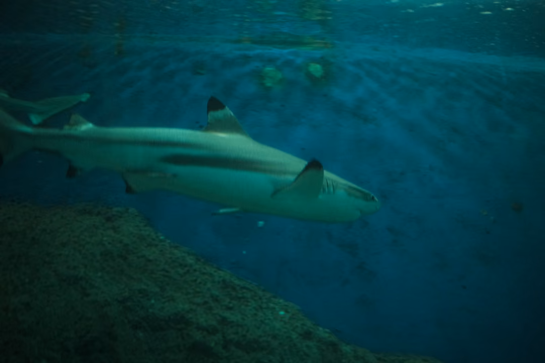 A shark with black-tipped fins swimming above a sloping rock wall in deep blue water