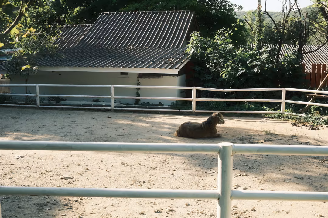 Brown animal lying in a sandy paddock behind white rail fencing, a grey-roofed white building behind