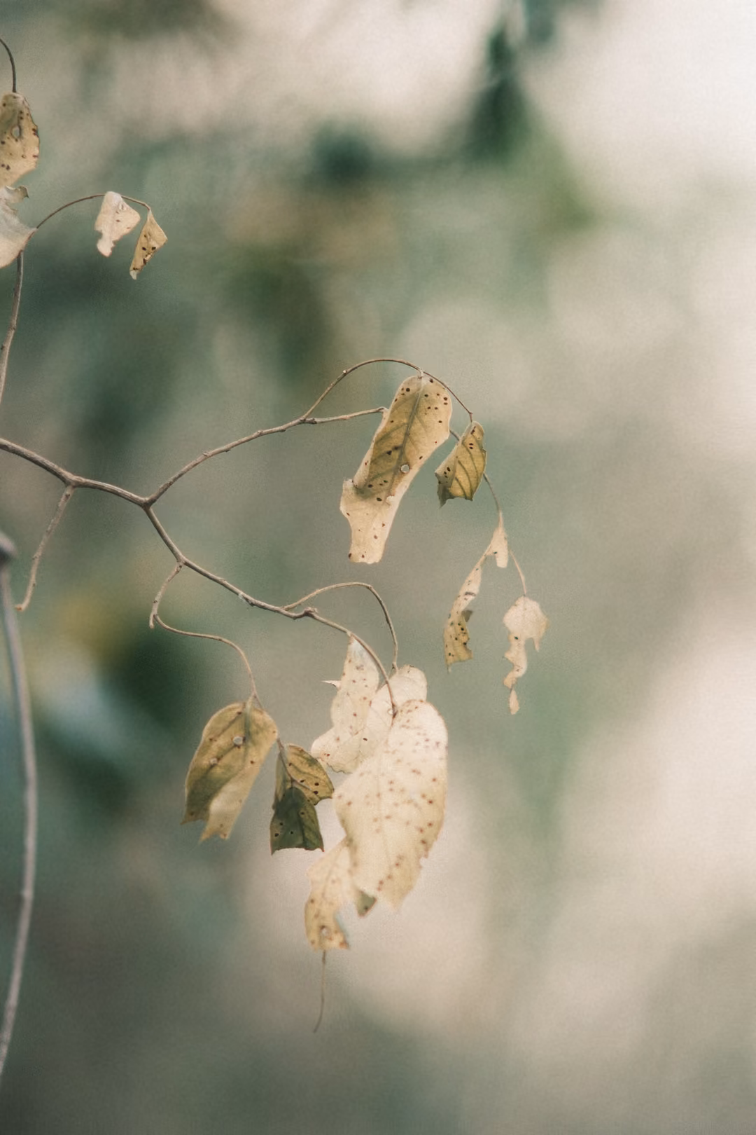 Close-up of dry, papery leaves hanging from a thin branch against a soft green blurred background