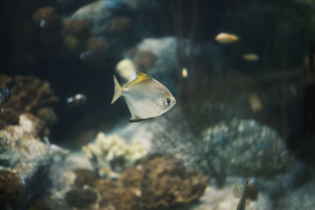 A silvery, diamond-shaped fish with yellow fins swimming over coral in a dark reef tank