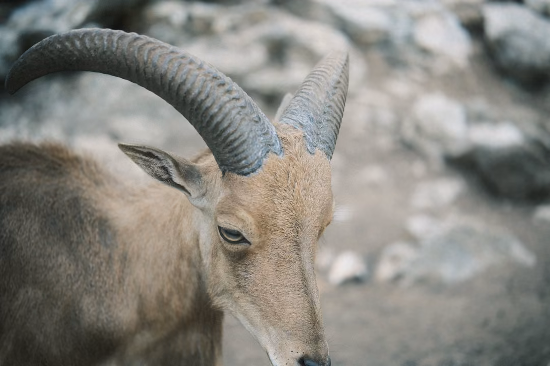Close view of a horned goat's head and neck, eyes half closed, blurred rocks behind