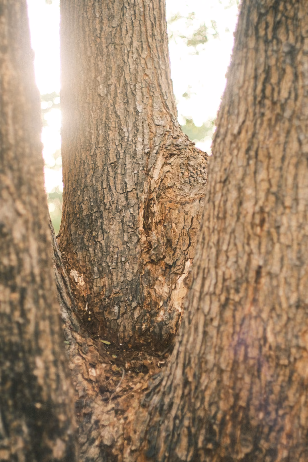A tree trunk forking into three, with bright backlit sky glowing through the gap between them.