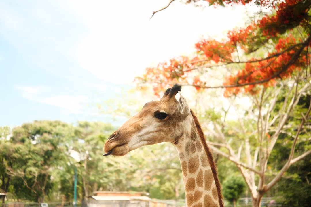 Giraffe head and neck under a branch of bright red flowers against a pale blue sky and green trees