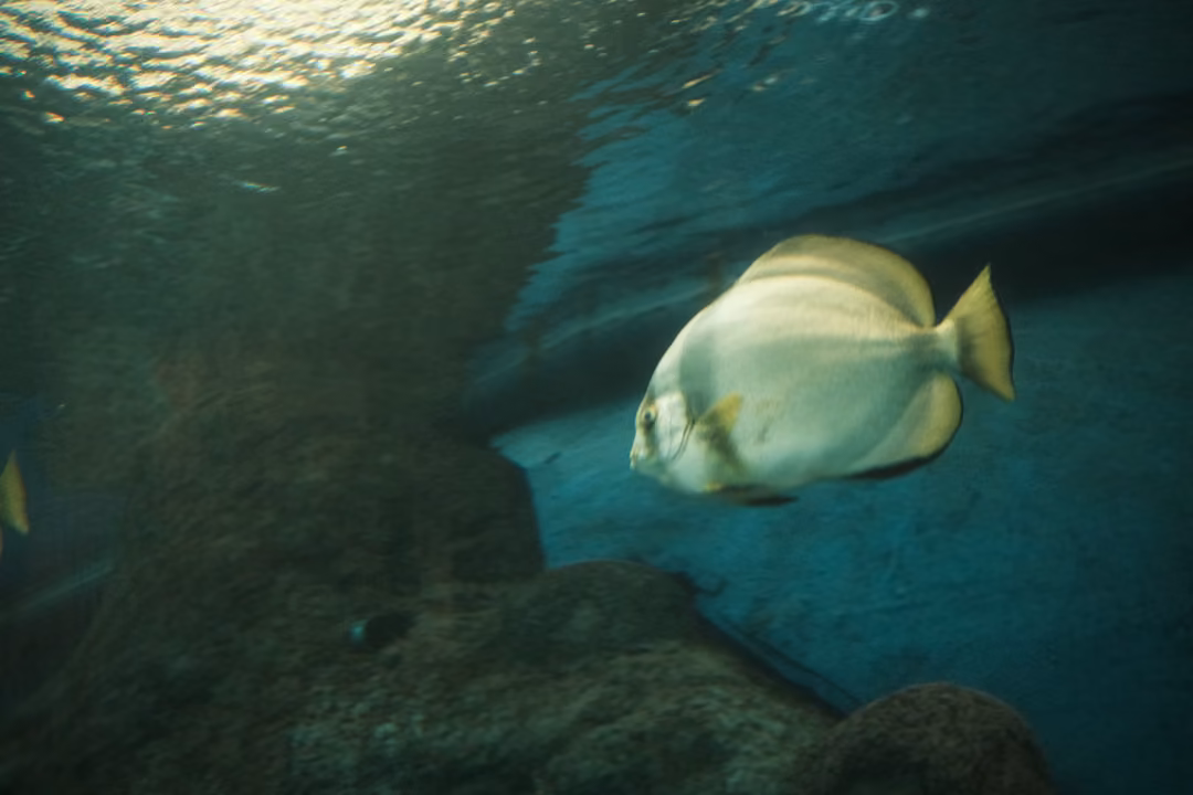 A pale, flat, round fish with tall fins swimming through murky green water