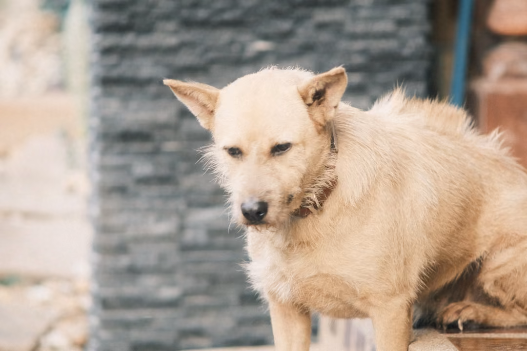 A cream-coloured dog with uneven ears looks forward, standing on a step in front of a dark stone wall.