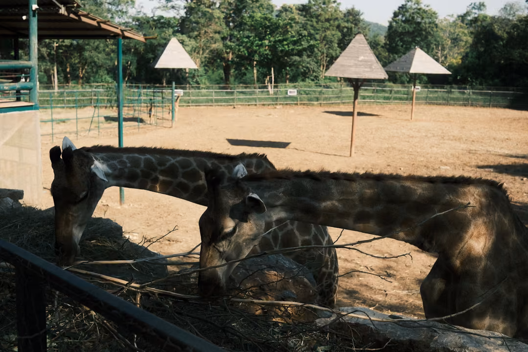 Two giraffes bending to eat hay over a fence, a sandy paddock with thatched umbrellas behind