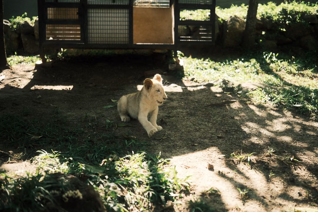 Young pale lion lying on dirt in dappled shade, a mesh crate and grass behind