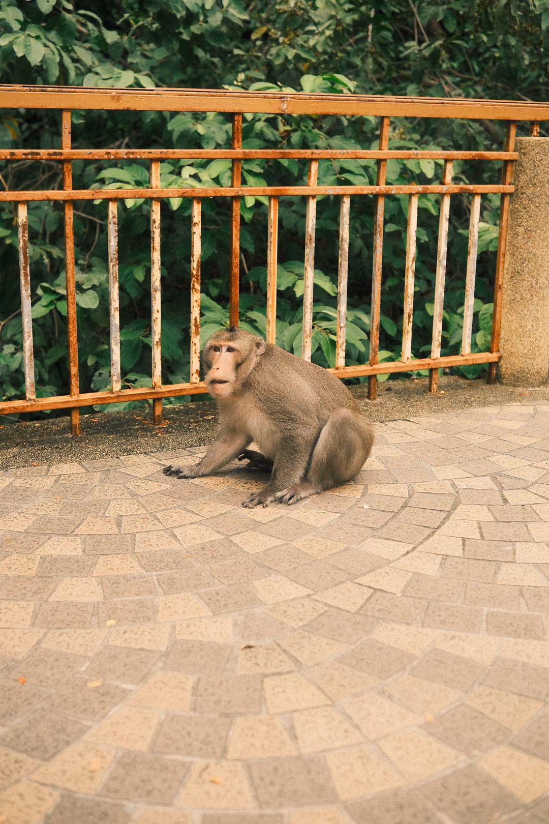 Monkey sitting on brick paving with hands on the ground, looking to the side, railing and greenery behind