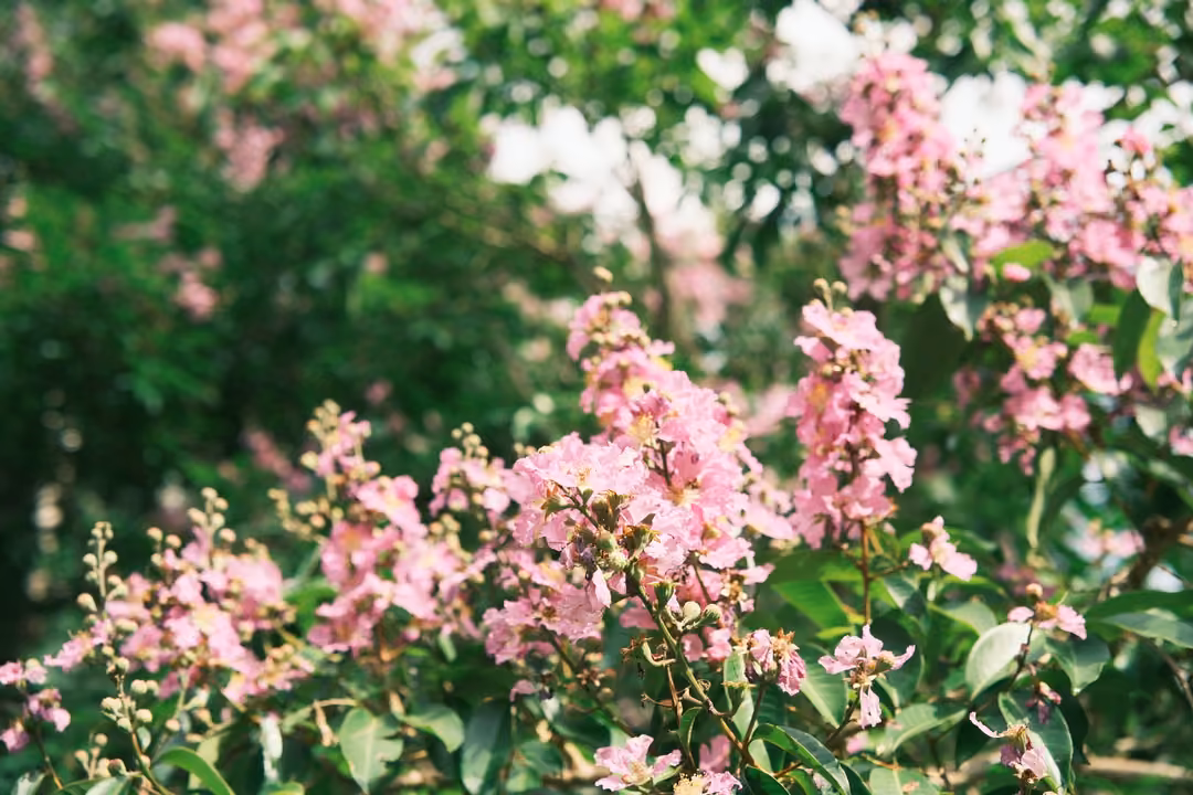 Clusters of pink frilly blossoms on a flowering tree, green leaves and sky behind
