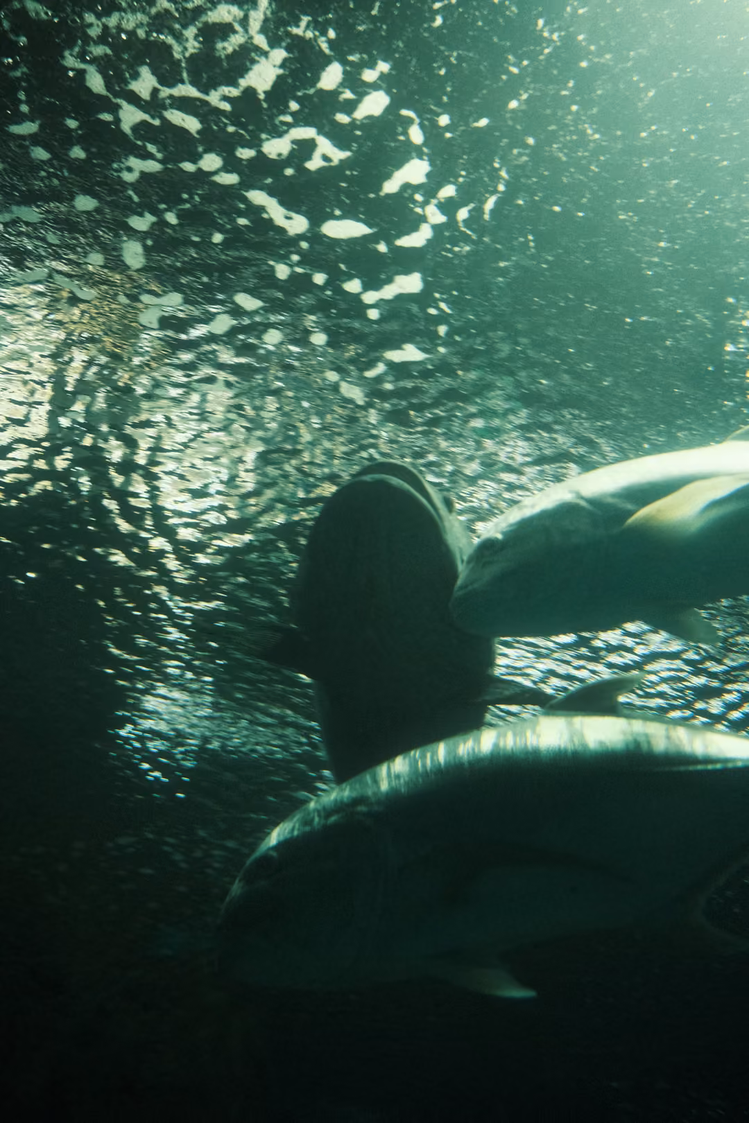 View up through an aquarium tunnel at large fish silhouetted against the glittering surface