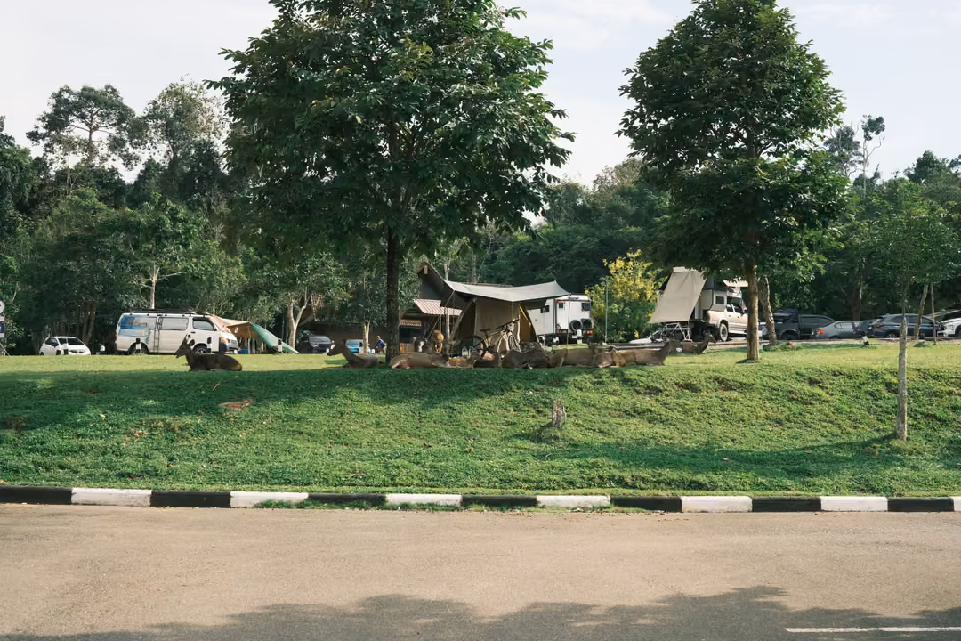 A campground lawn behind a black and white kerb, with tents, trees and deer resting in the distant shade.