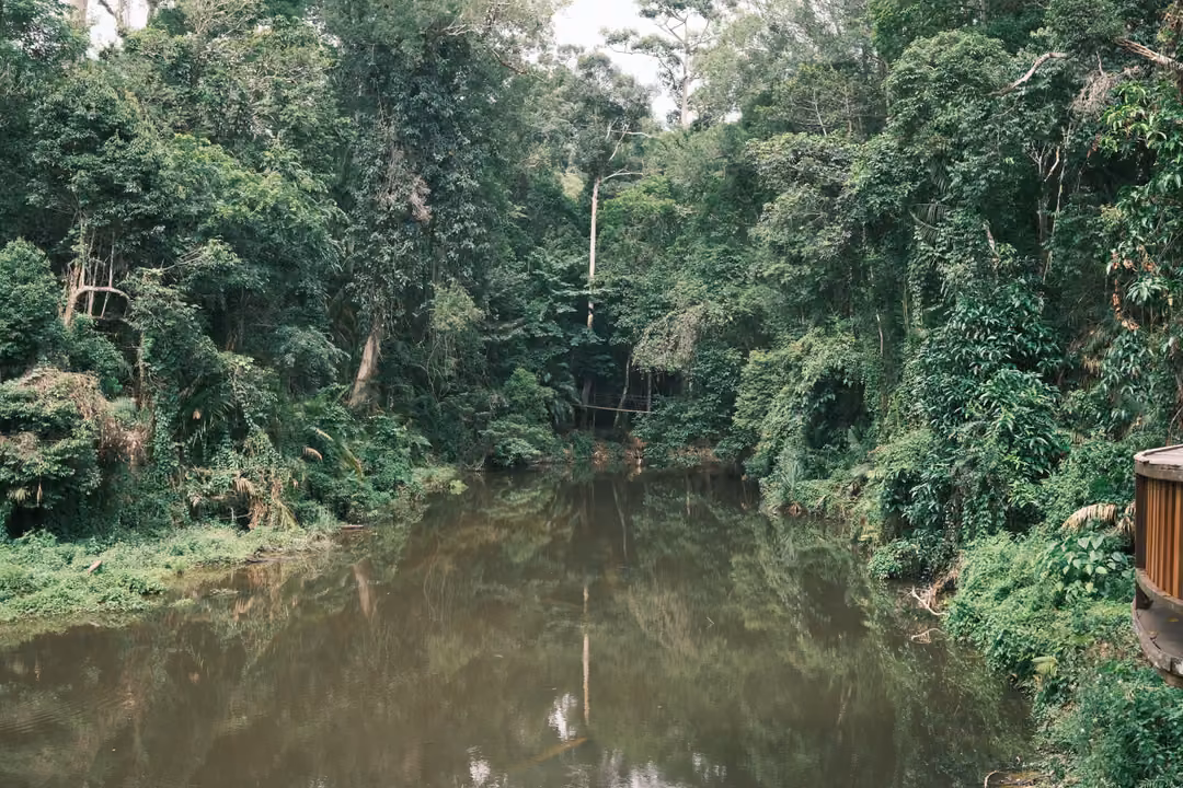 A calm brown river winding into dense forest, trees on both banks reflected in the water