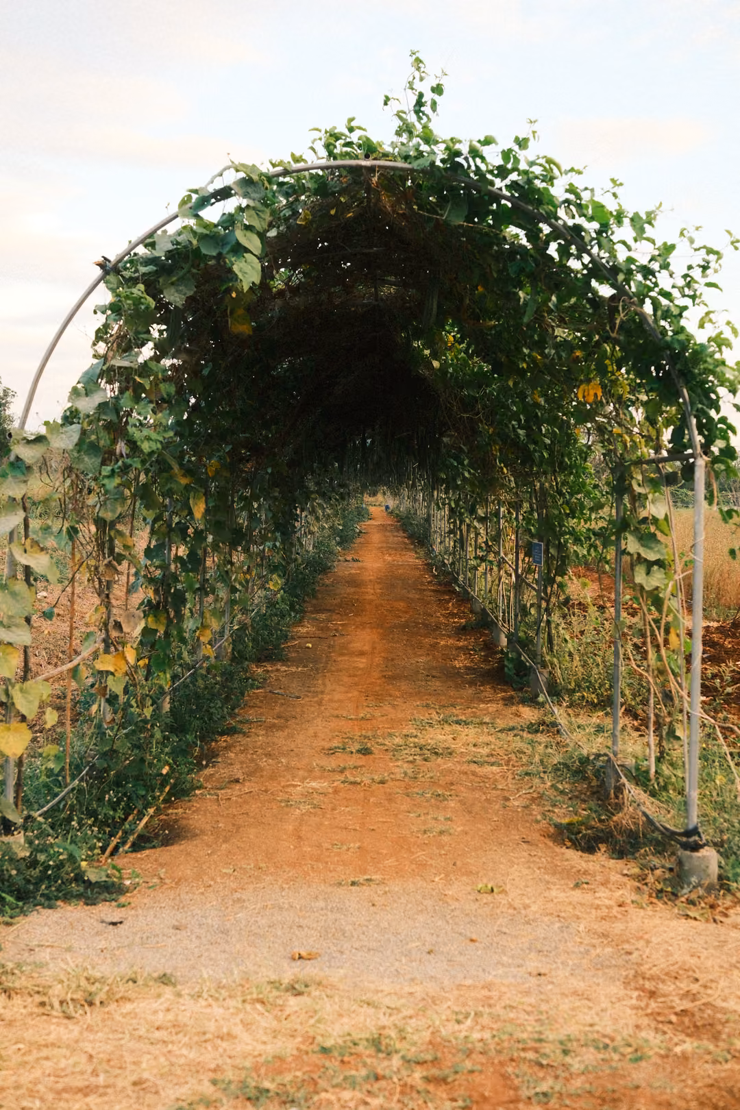 Vertical view of a long arch tunnel of climbing vines over a reddish dirt path, light at the far end