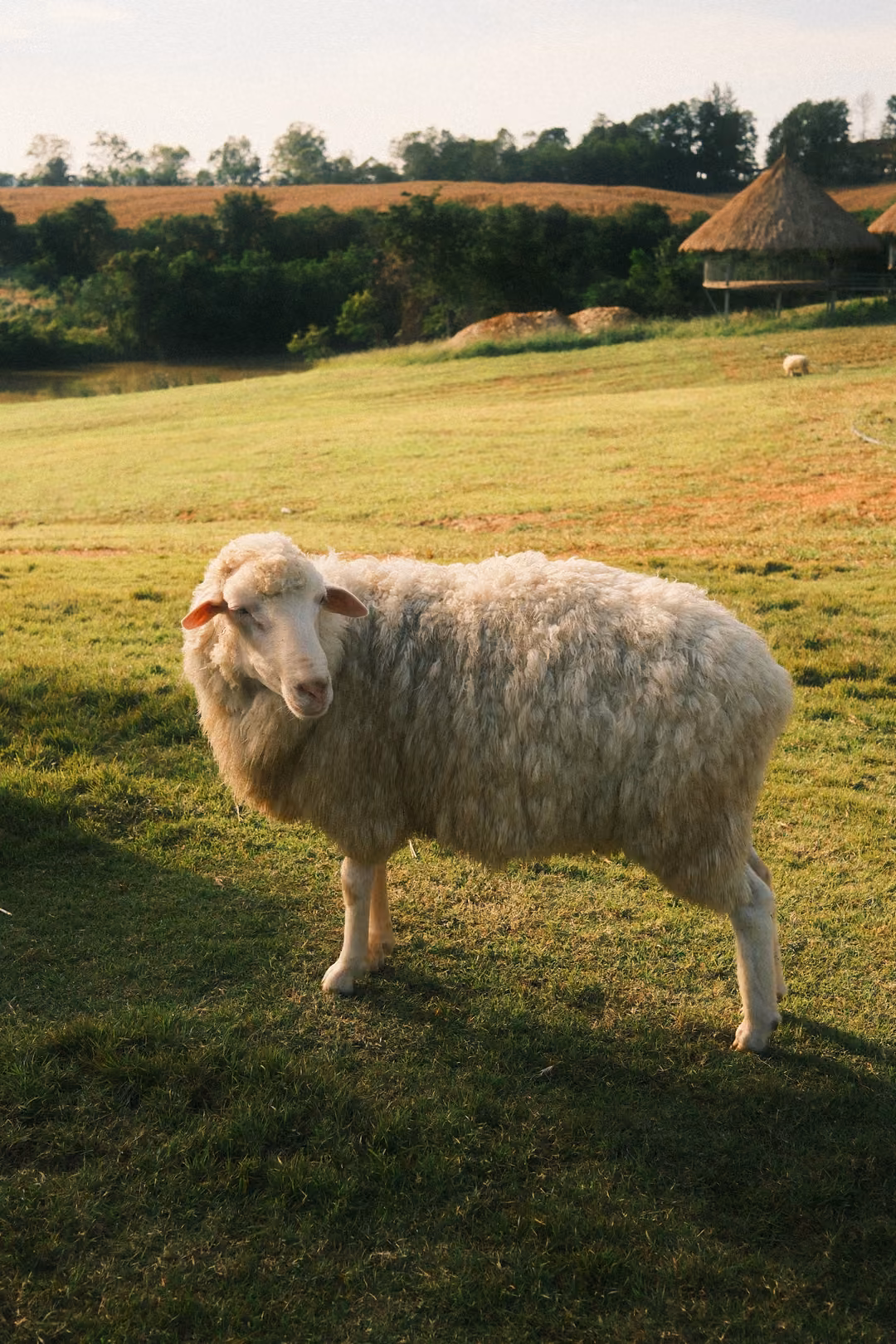 A shaggy sheep stands on the grass looking toward the viewer, with a thatched hut and trees behind.