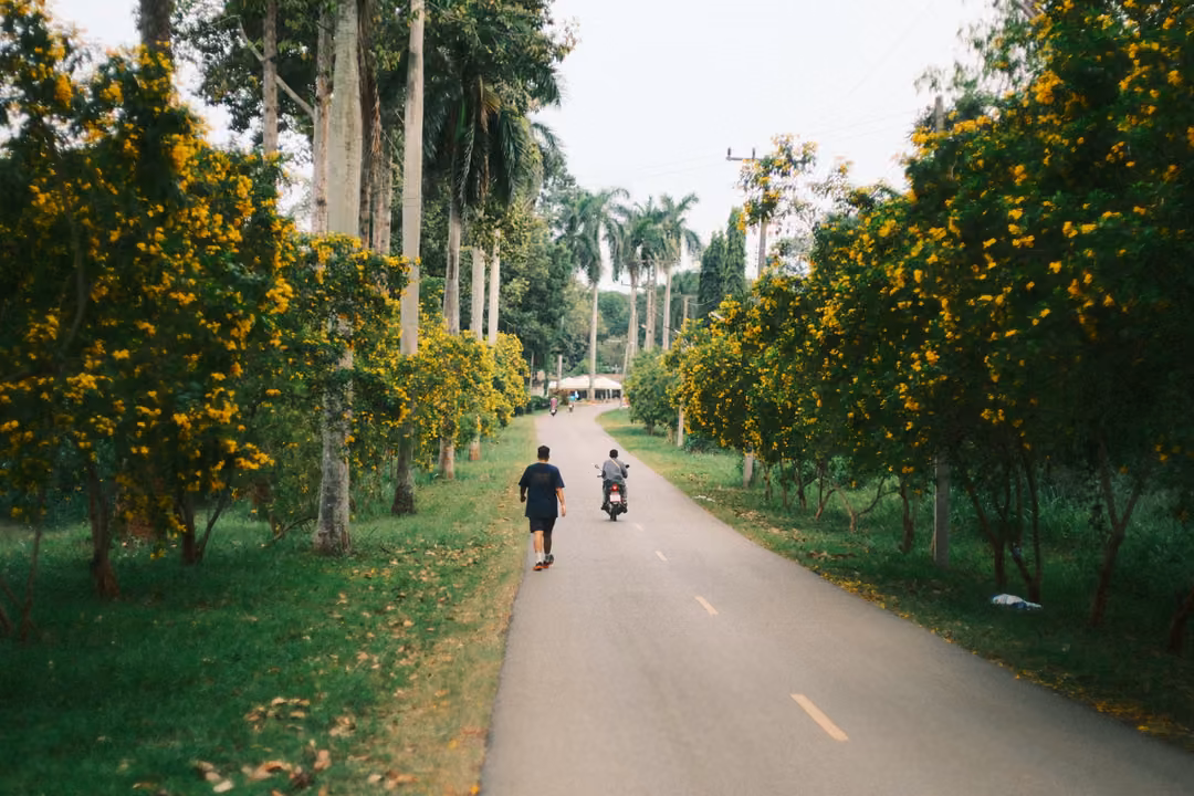 Road lined with yellow-flowering trees and palms, a walker and a motorbike rider in the distance