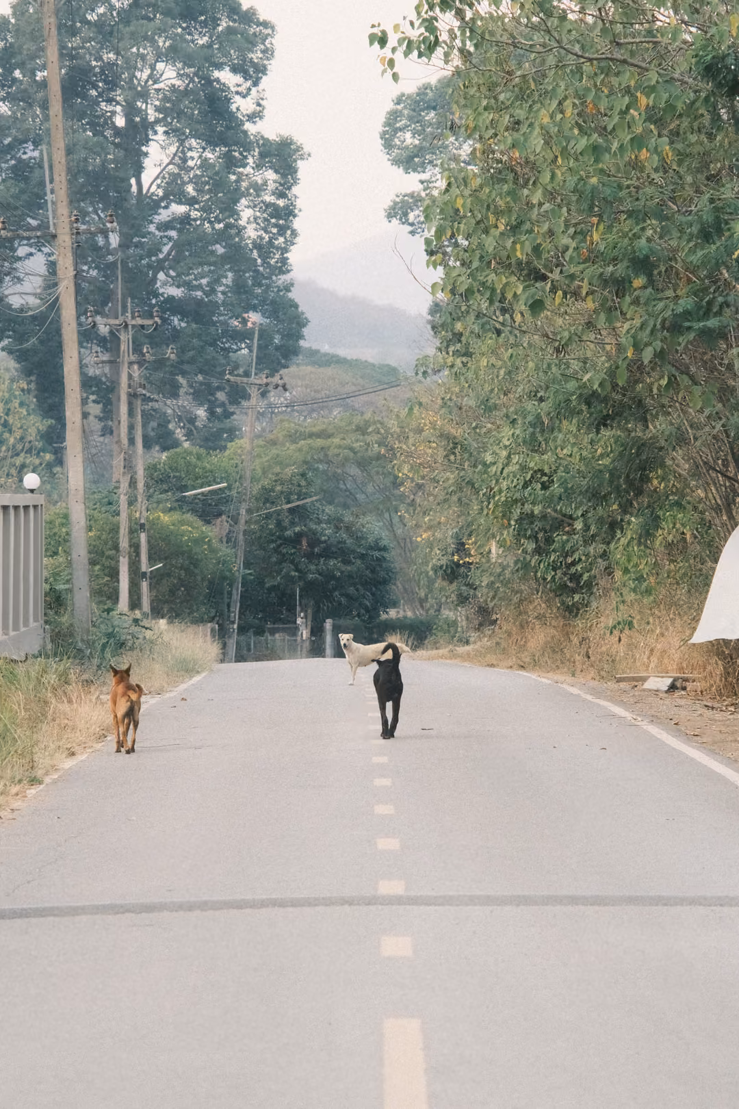 Two dogs walking up a hill road with a dashed yellow centre line, trees and hazy hills ahead