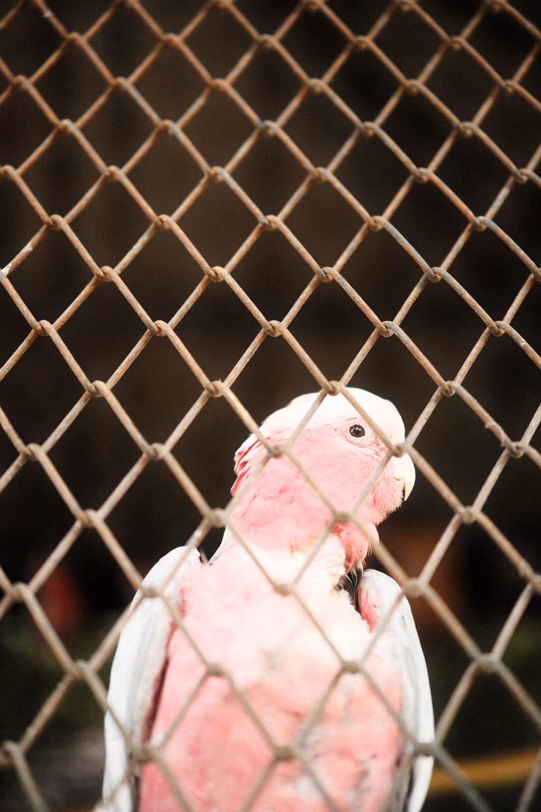 Pink and grey cockatoo seen through chain-link fencing against a dark background
