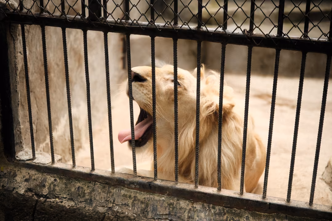 Pale lion yawning wide with its tongue out, lying behind black iron bars on a sandy floor