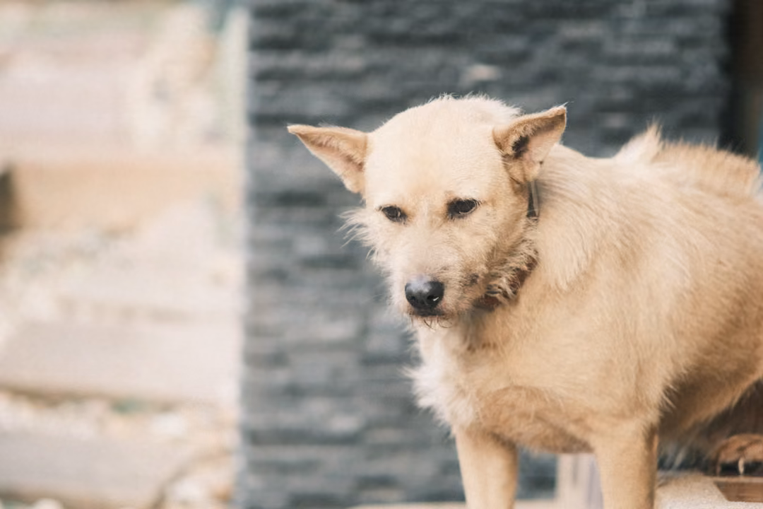 Close view of the same cream-coloured dog facing forward with a lowered head before a stone wall.