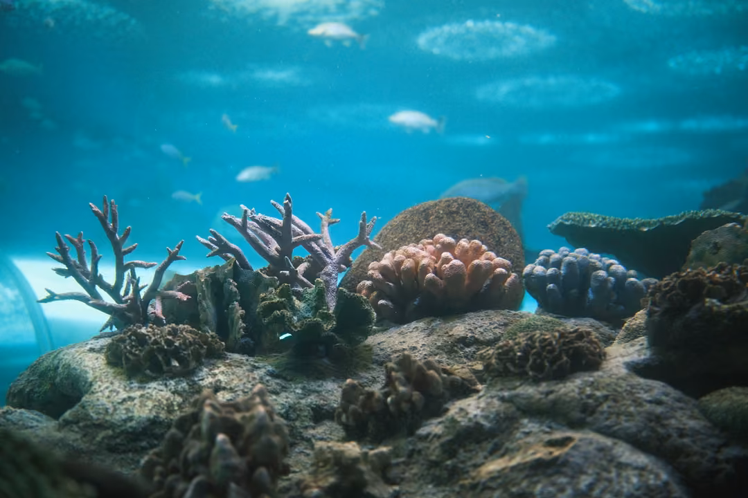 Coral reef display with purple branching coral and round corals on rocks under bright turquoise water