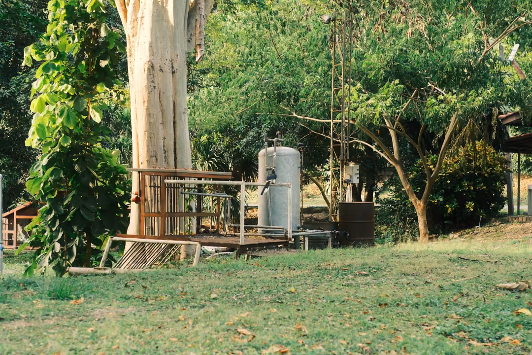 A dark bird perched on a railing beside a grey gas cylinder, under a pale tree trunk with a climbing vine.