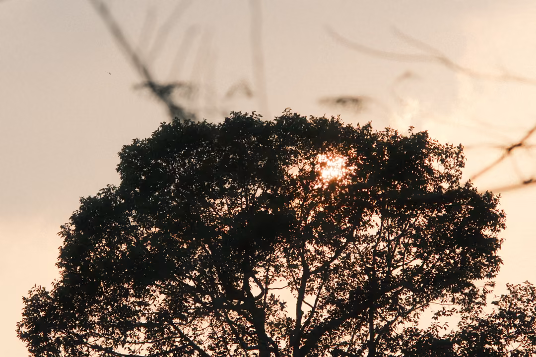 Dark silhouette of a broad tree crown with the low sun glowing through its leaves, blurred branches above