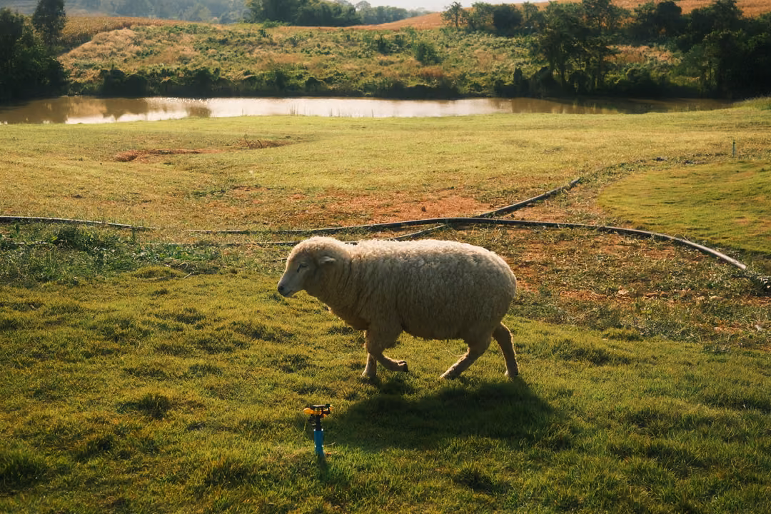 A sheep trots across a sunlit lawn past a sprinkler, with a pond and trees behind.