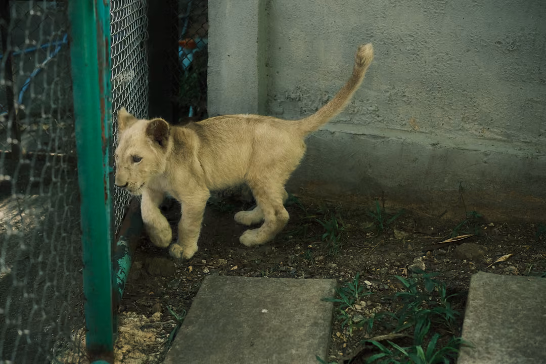 Pale lion cub walking with its tail raised high beside a green fence post and a concrete wall