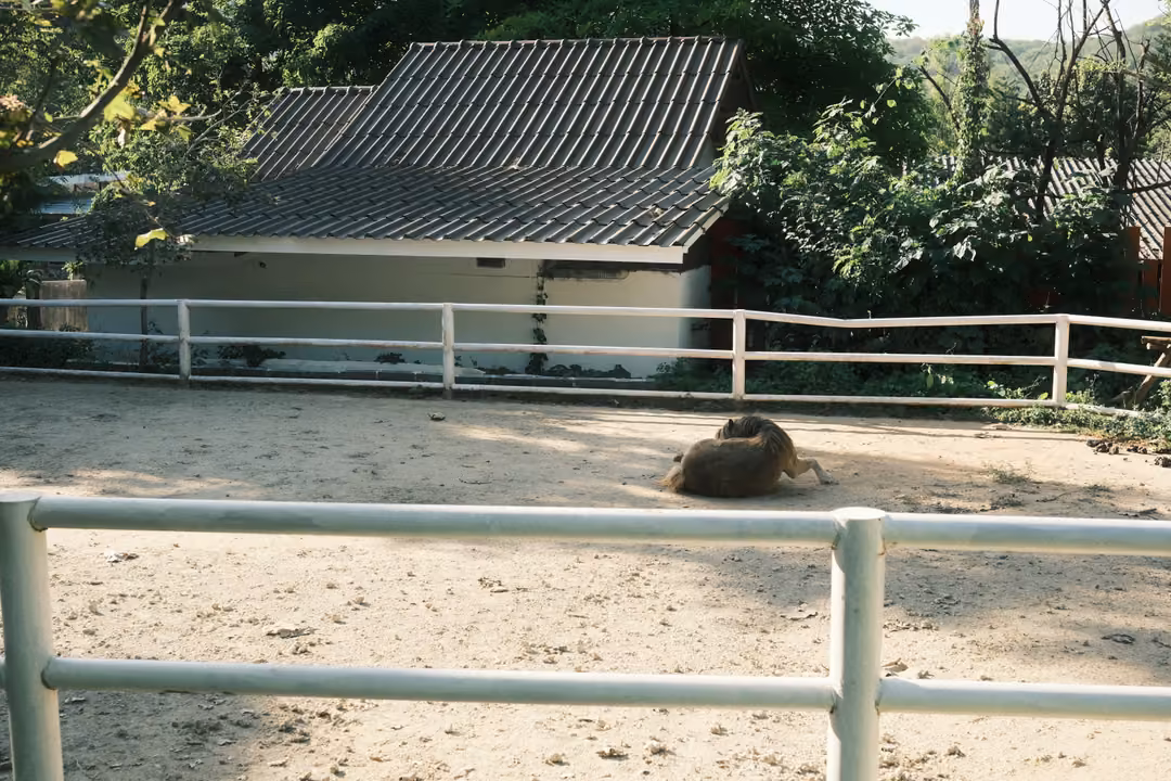 Sandy paddock with a white rail fence, a dark animal lying in the dirt, a grey-roofed building behind