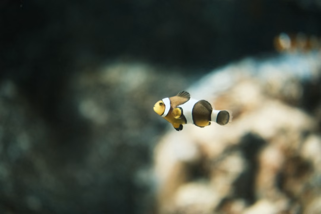 A banded orange and white fish swimming left past a blurred pale rock, another fish behind