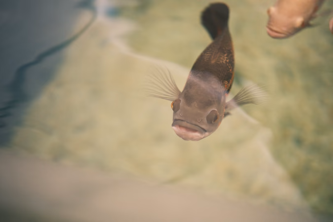 Dark fish rising toward the surface with its mouth open and pectoral fins spread, in pale green water