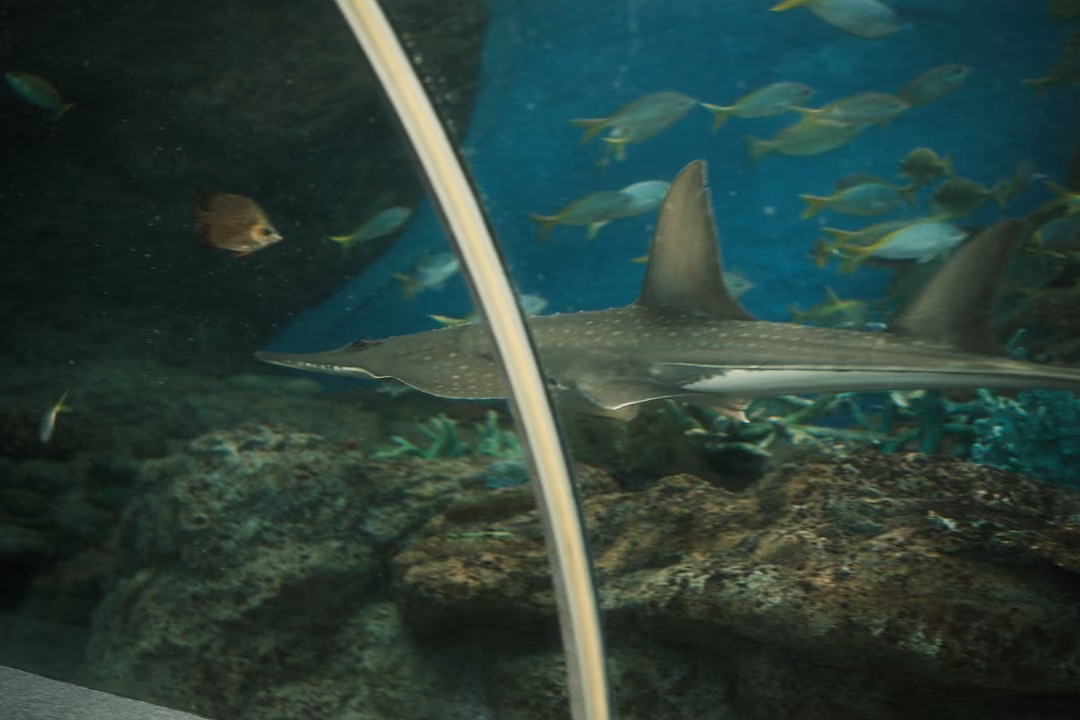 A long grey shark-like fish gliding over rocks behind a curved tunnel strut, with small fish above