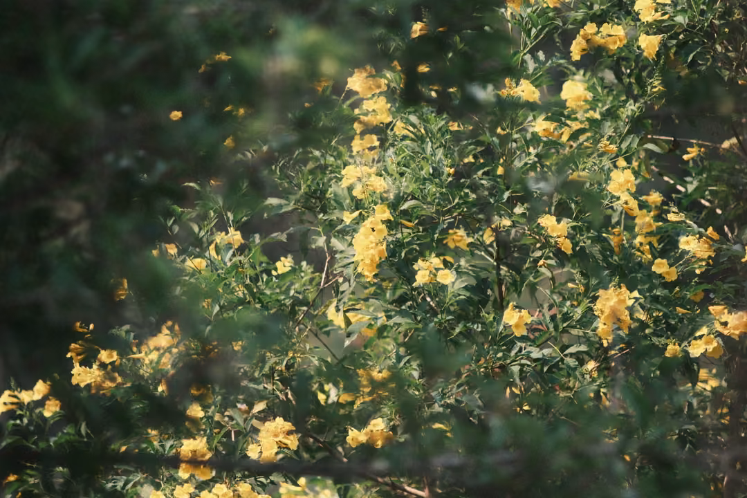 A large shrub covered in small yellow flowers, with darker green leaves at the left edge.