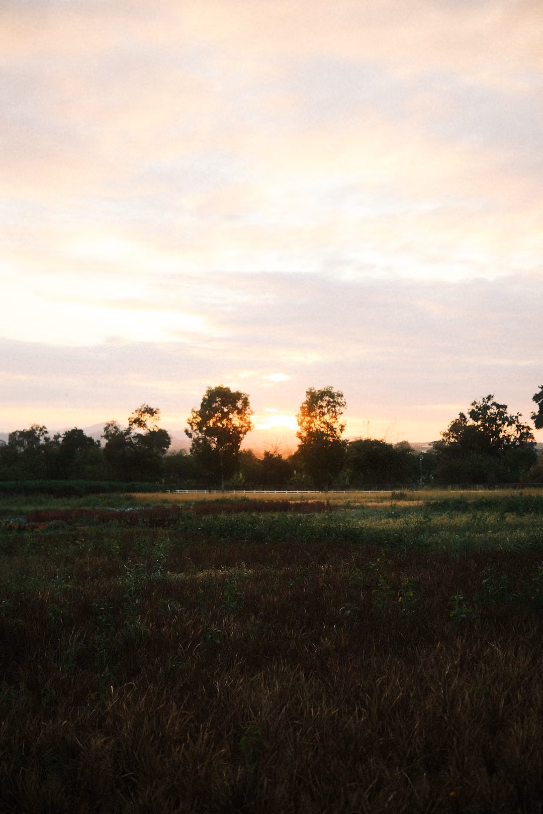 Vertical frame of a sunset behind trees, tall pale sky above and dark grassy field below