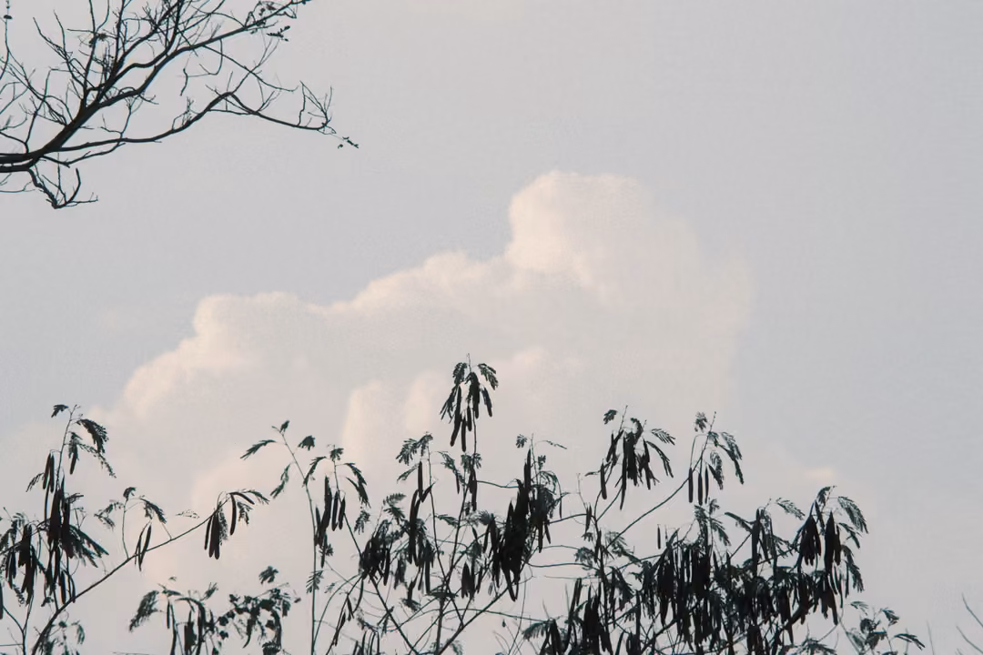 Cumulus cloud against a pale sky framed by dark silhouetted branches and drooping leaves