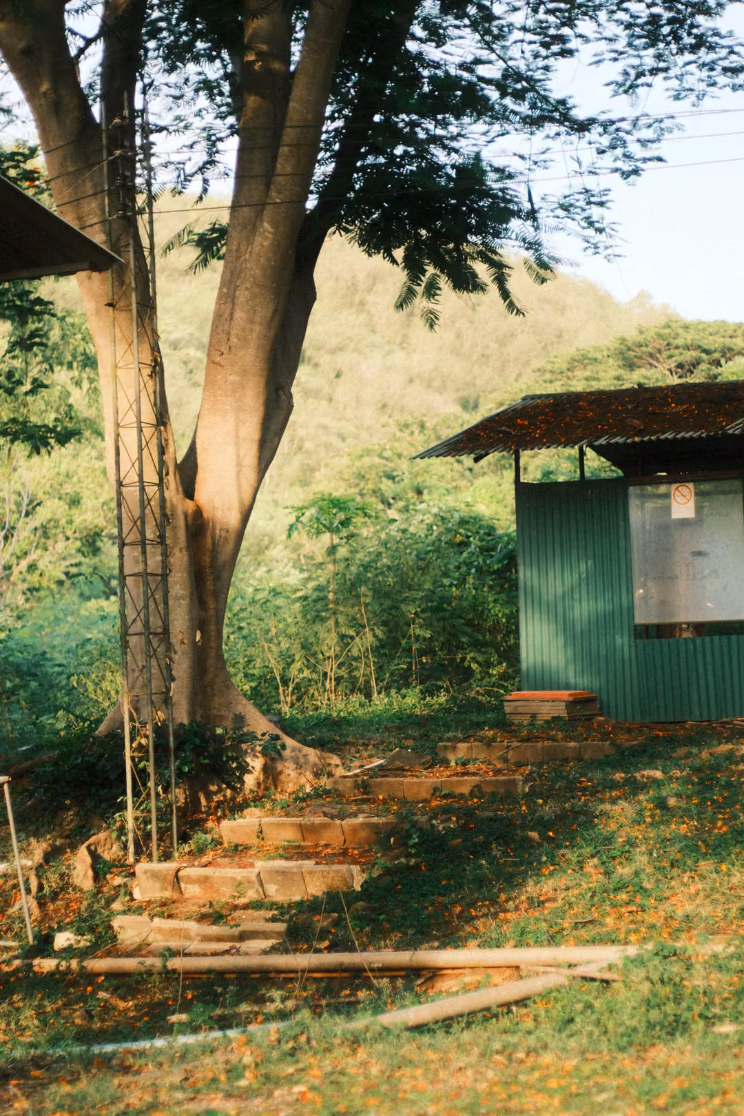 A tall tree with a metal ladder frame against it, stone steps and a green metal hut on a grassy slope.