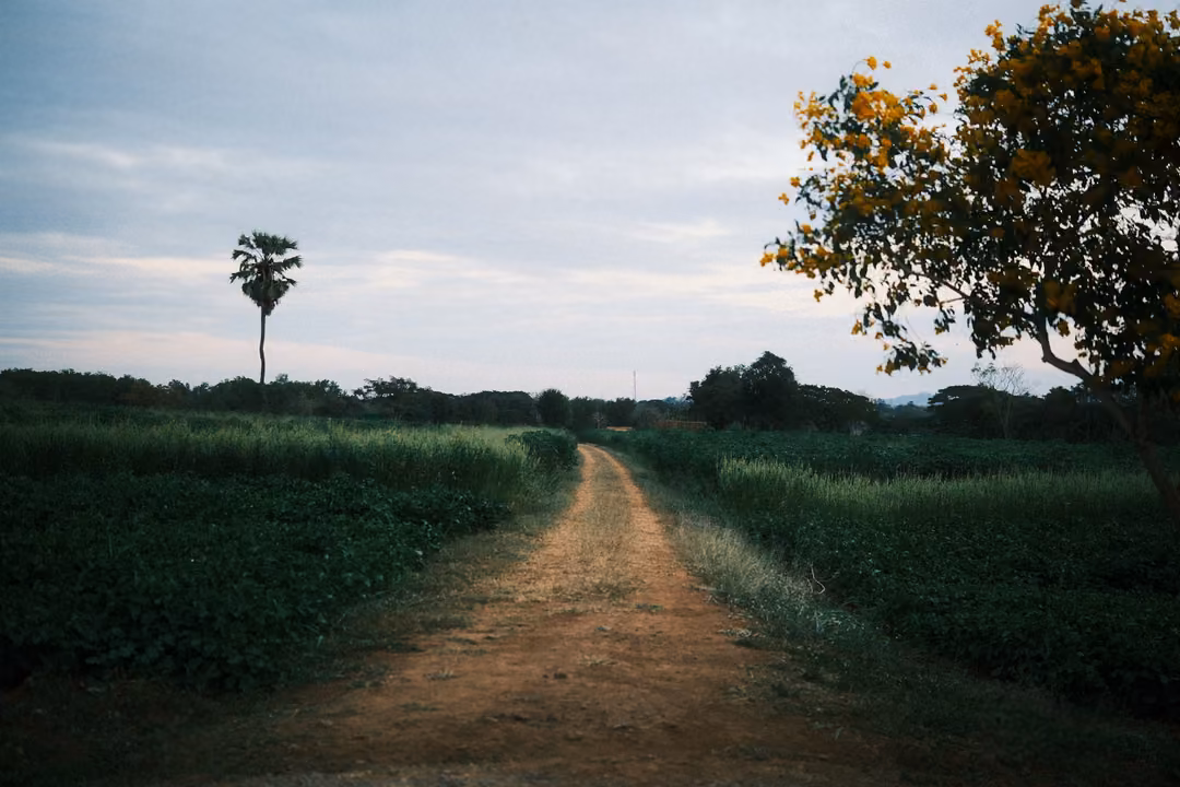 Dirt track leading between dark fields toward a lone palm tree, a blossom tree at the right under a dusk sky